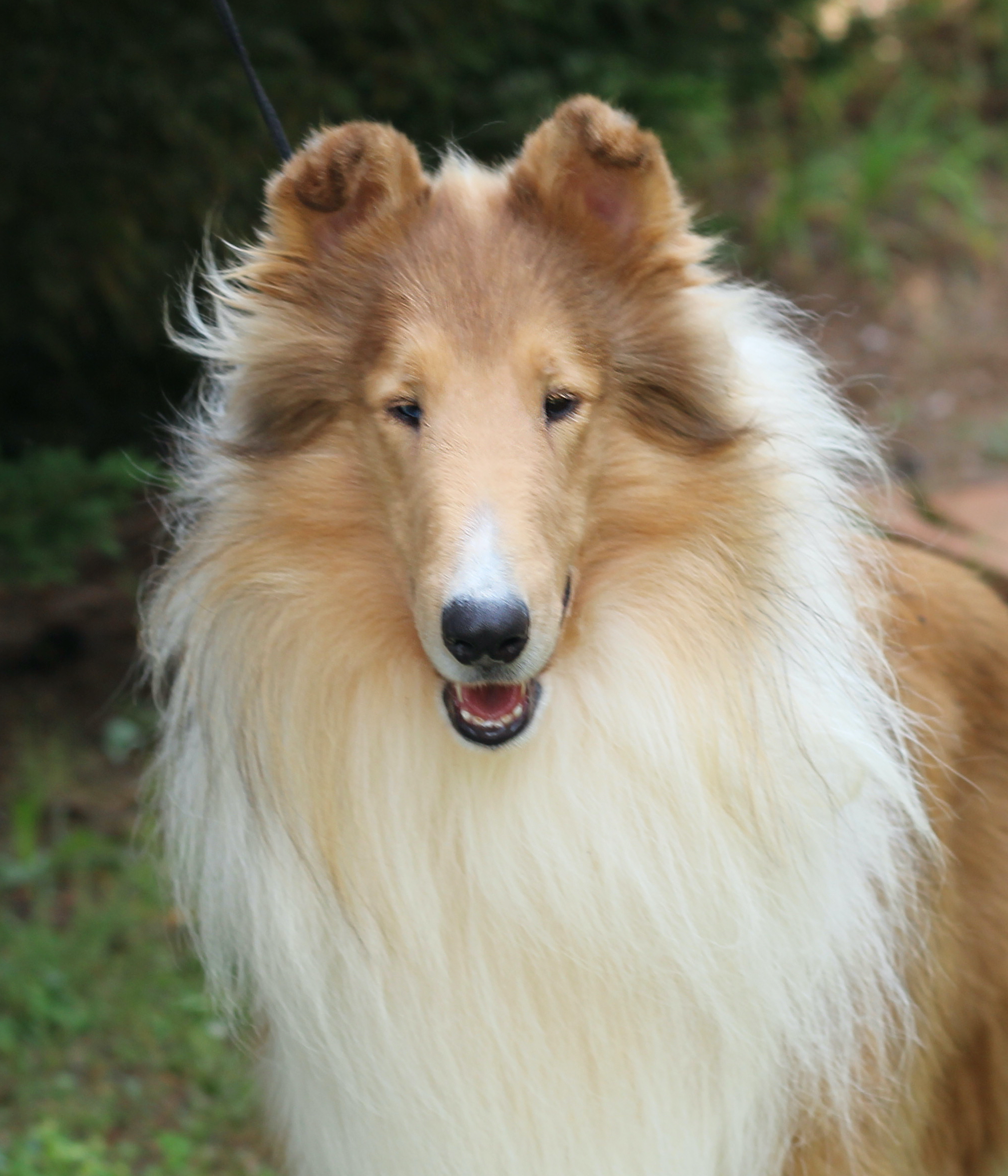 Brightmore collies best sale