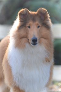 Owen