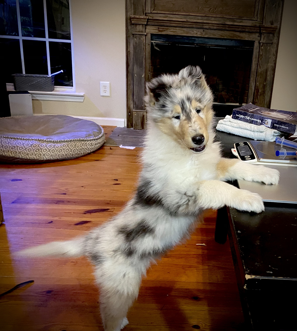 Rough collie deals puppies