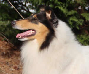 Blair Profile