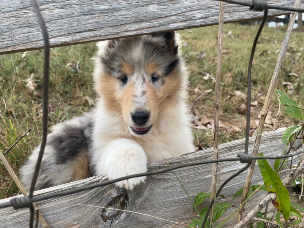 Blue merle rough outlet collie puppy