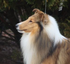Rendell profile3